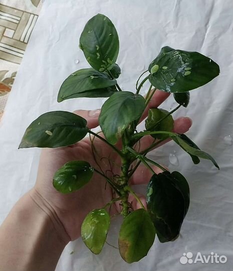 Растение аквариумное Анубиас