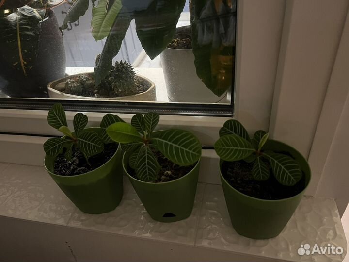 Комнатные растения