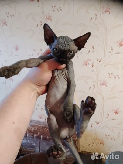 Канадский сфинкс котенок
