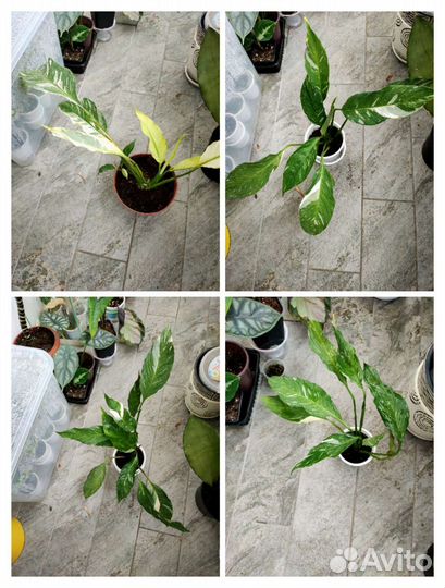 Спатифиллум Джемени