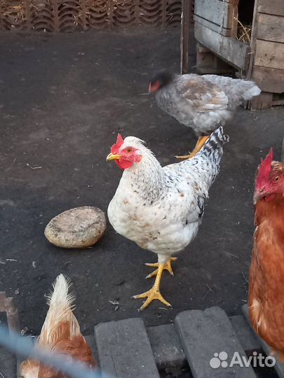 Молодые петушки