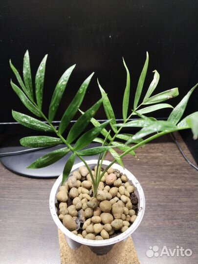 Фикус бенджамина пестролистный