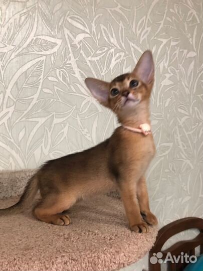 Абиссинская