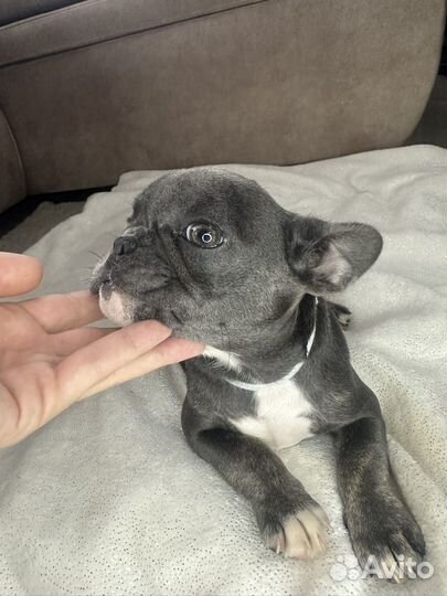 Французский бульдог