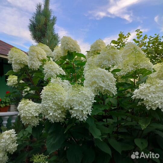 Гортензия метельчатая