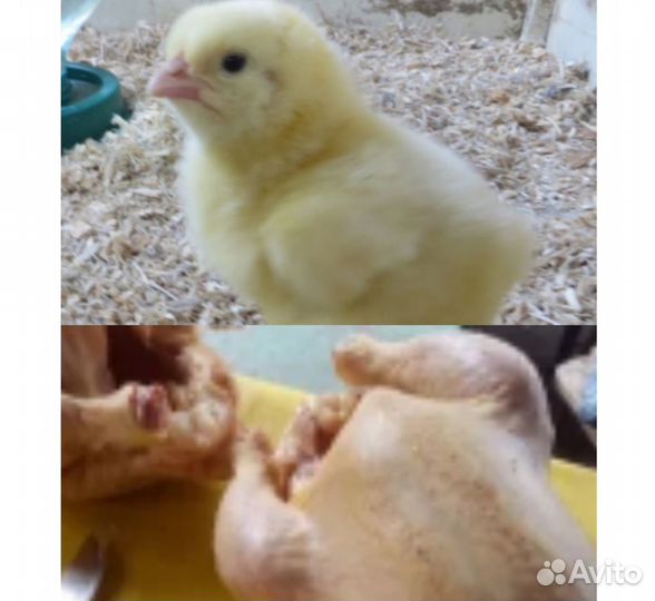 Куры несушки.Цыплята бройлеры/от суточных до мяса