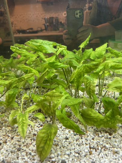 Аквариумные растения Криптокорина