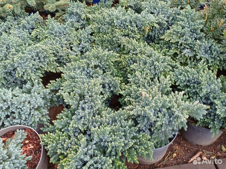 Можжевельник