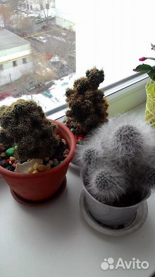 Растение кактус