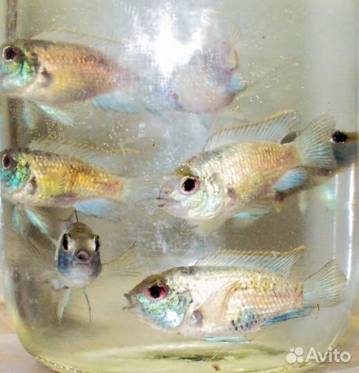 Наннакара электрик блю