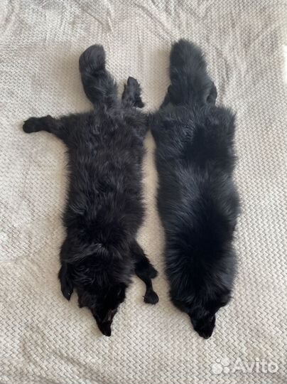 Шкурка животного