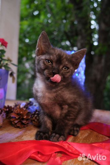 Котята-хранители, будущие защитники хозяина и дома
