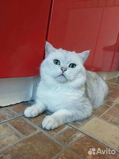 Кот Бакс в драгоценной шубке. Вязка