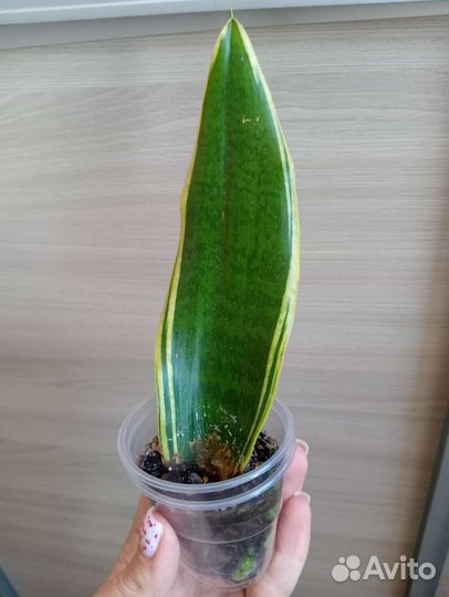 Комнатные растения