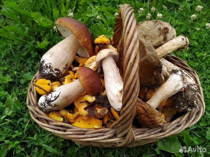 Грибы свежие дорого