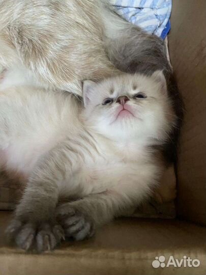 Невская маскарадная