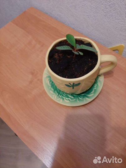 Молочай беложильчатый (эуфорбия)