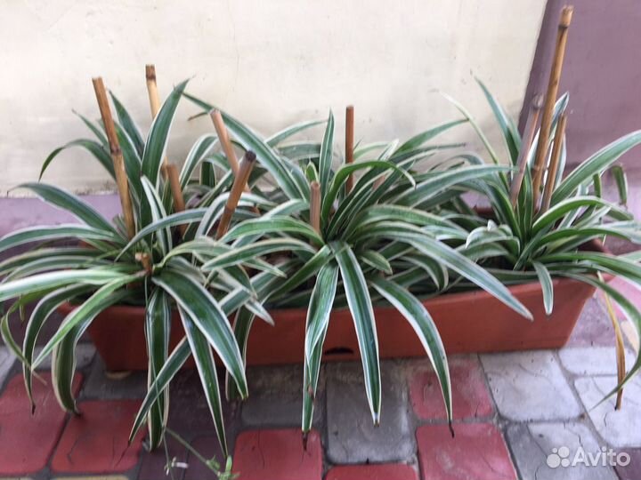 Панданус Хлорофитум