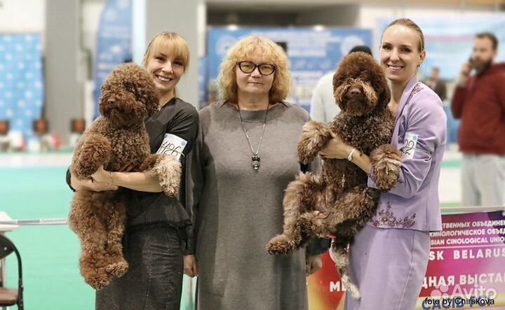 Лаготто романьоло мальчик