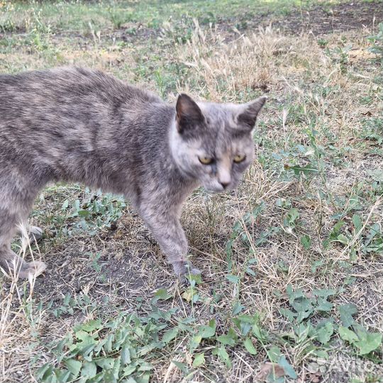 Кошки в добрые руки