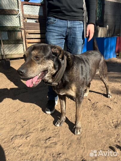 Собака в добрые руки