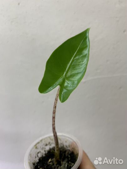 Алоказия детки