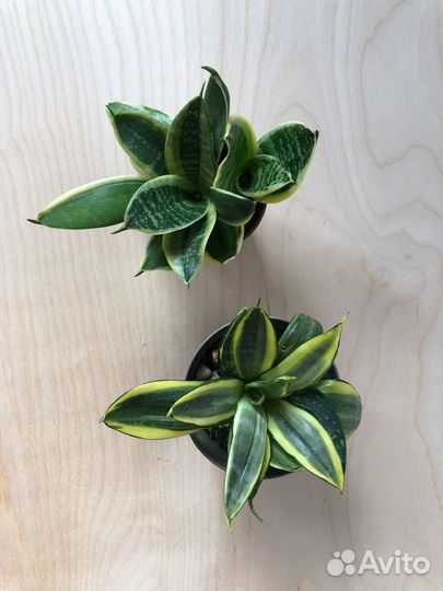 Сансевиерии сортовые Канарейка, Кирки сильвер блю