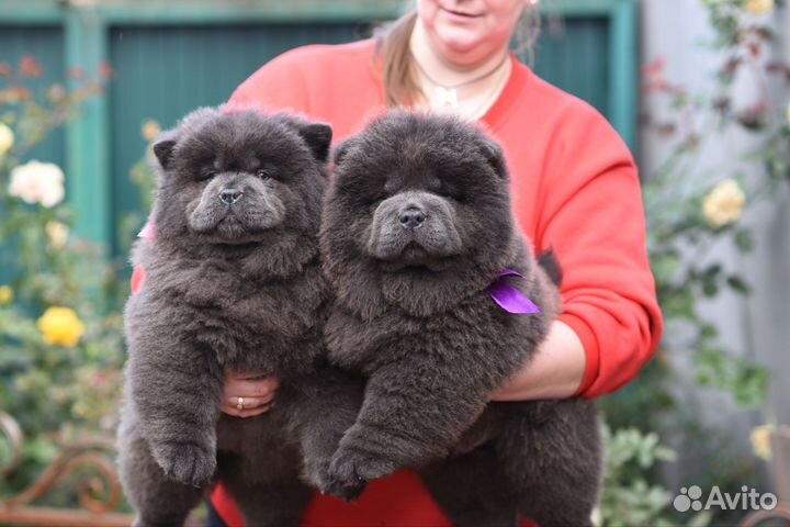 Чау-чау щенки