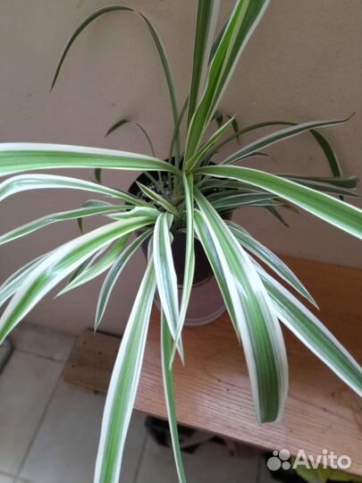 Хлорофитум,хлорофитум кудрявый