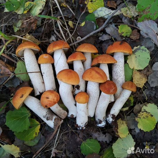 Грибы свежие