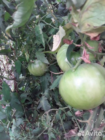 Помидоры зелёные домашние