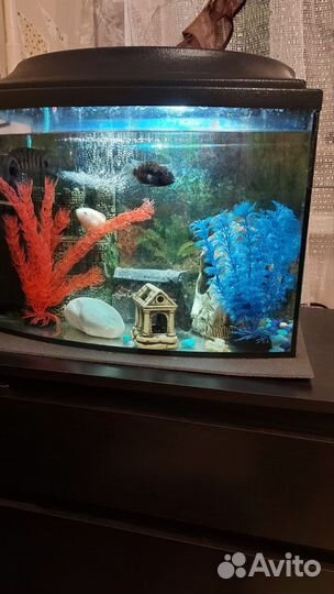 Цихлиды 4шт, бесплатно