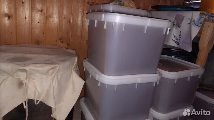 Мёд качки 2023 года