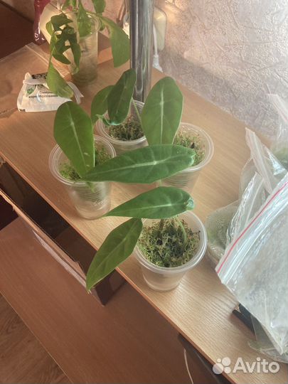 Алоказия Лонгилоба