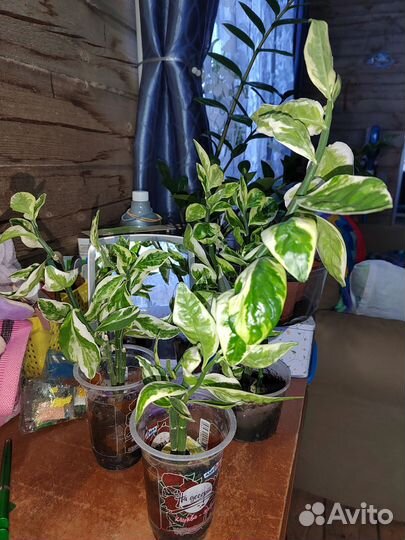 Педилантус