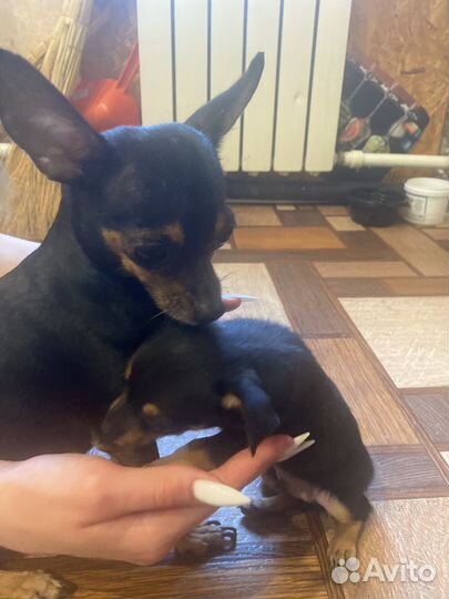 Мини той-терьер щенки