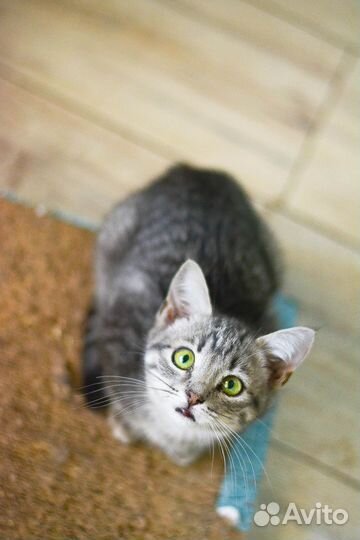 Тигрица малышка Даниэль