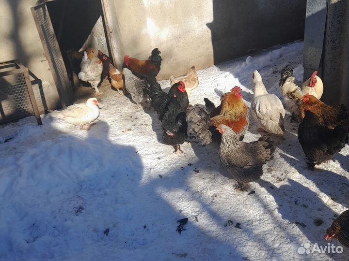 Яйца на инкубацию