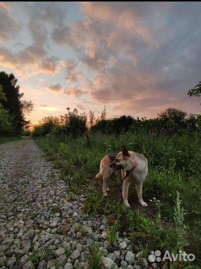 Собака в добрые руки отдам бесплатно
