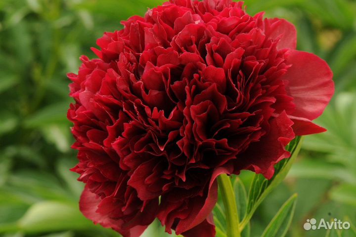 Пион Рэд Сара Бернар