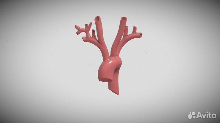 Анатомические - Биологические Макеты