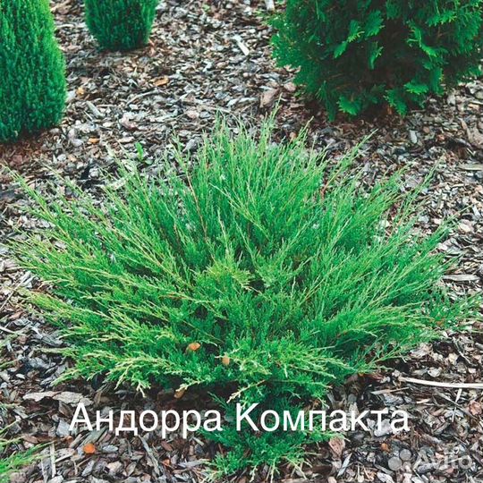 Можжевельник сортовой