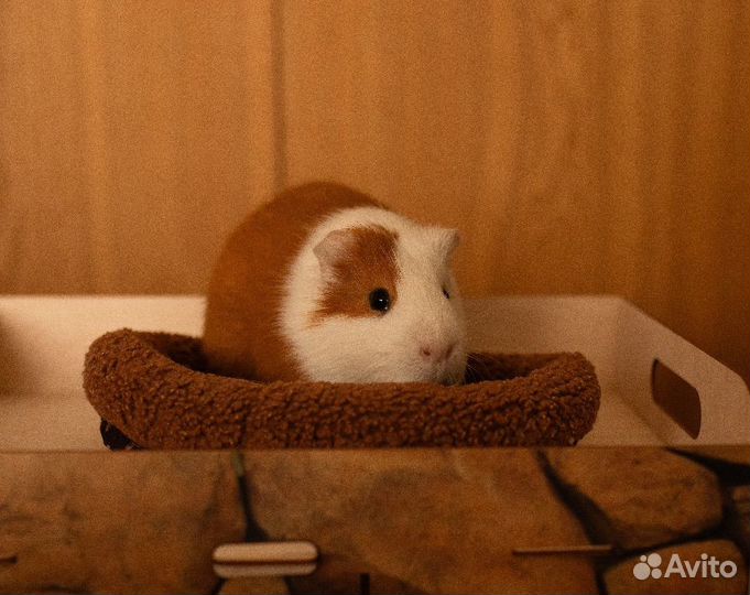 Морские свинки с клеткой