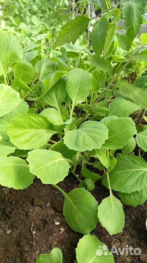 Рассада белокочанной капусты