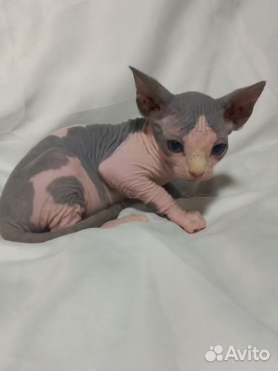 Канадский сфинкс