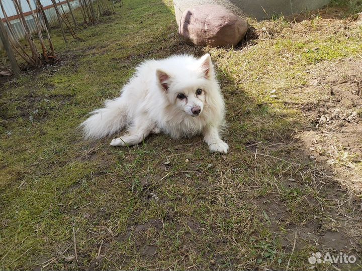 Шпиц белый кобель