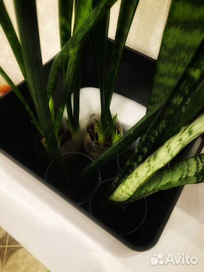 Сансевиерия