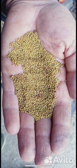 Семена многолетних трав оптом и в розницу