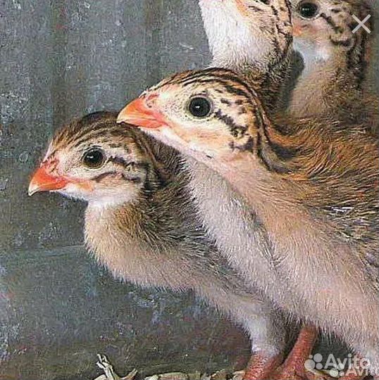 Цыплята цесарки