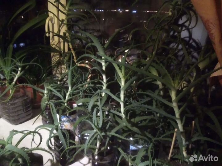 Алоэ лечебный. Фото 4 5 продано